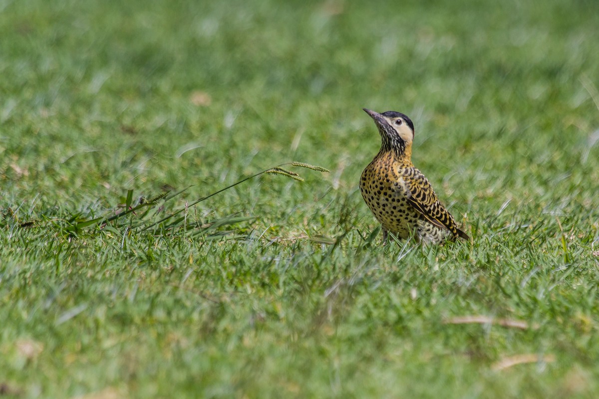 Green-barred Woodpecker - ML317930581