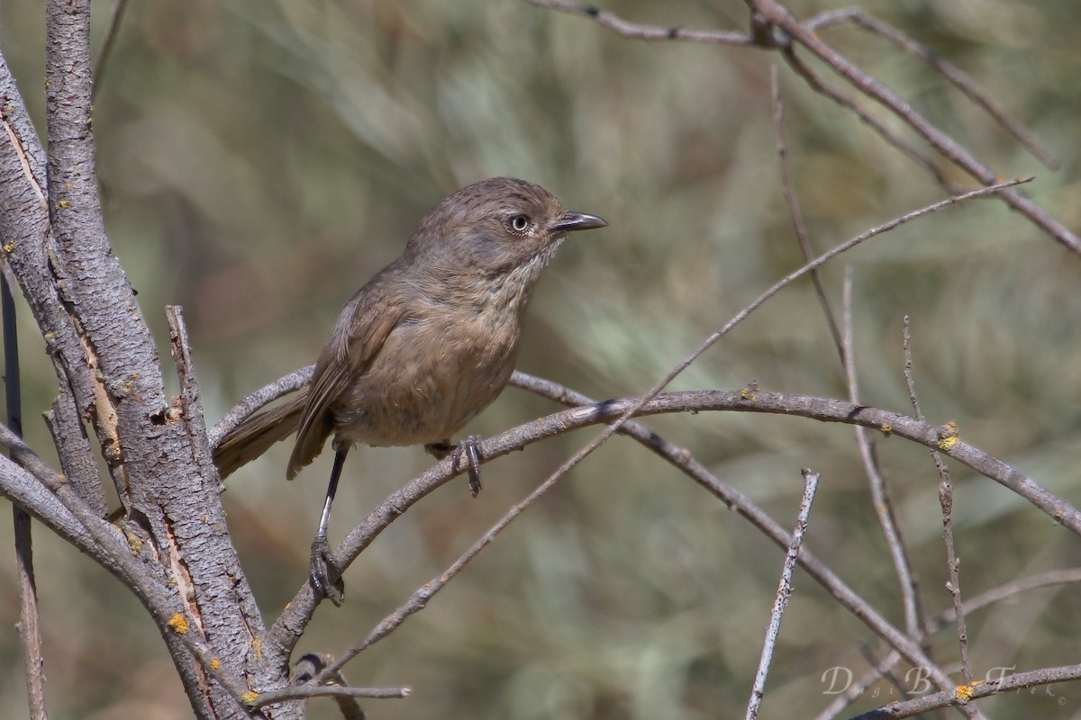 Wrentit - ML31793071