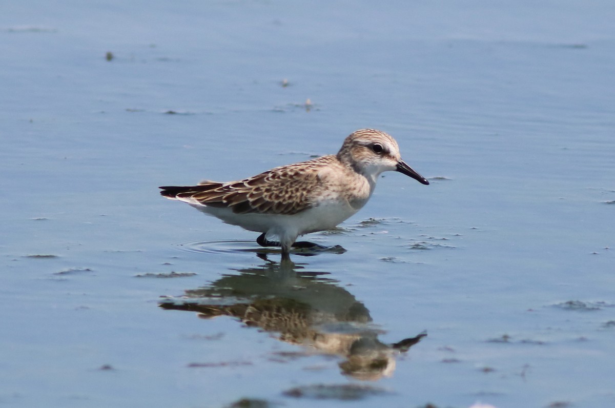 Least Sandpiper - ML31793161