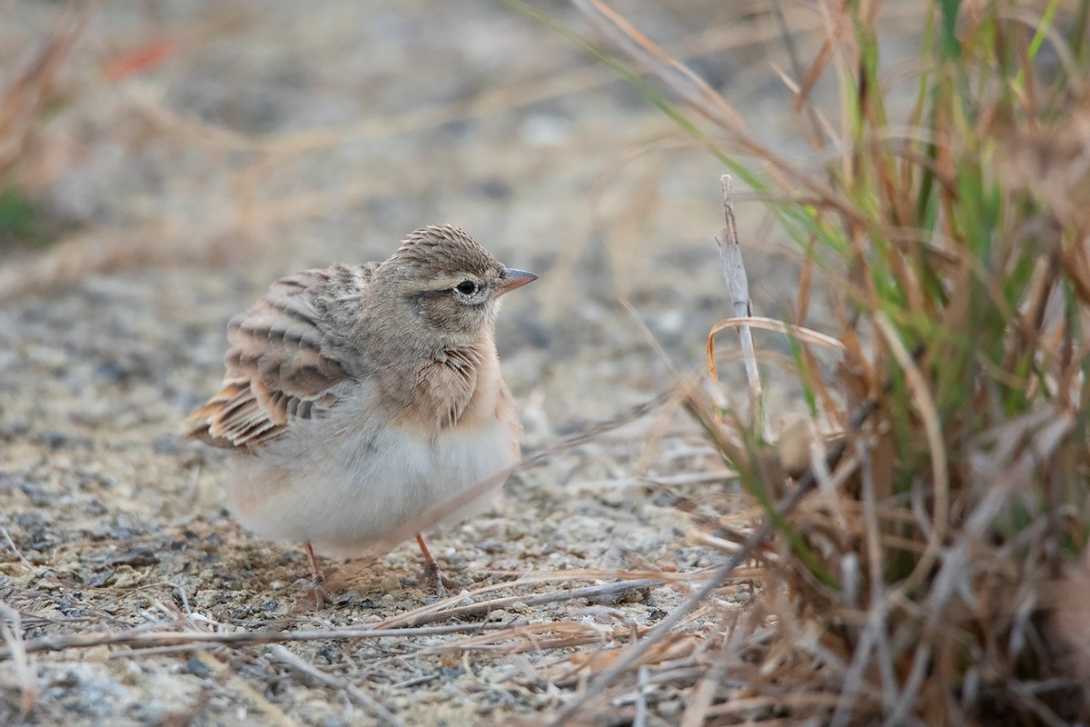 Mongolian Short-toed Lark - ML317932251