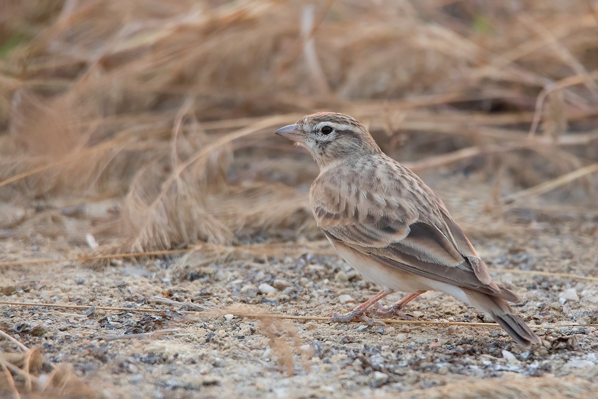 Mongolian Short-toed Lark - ML317932291