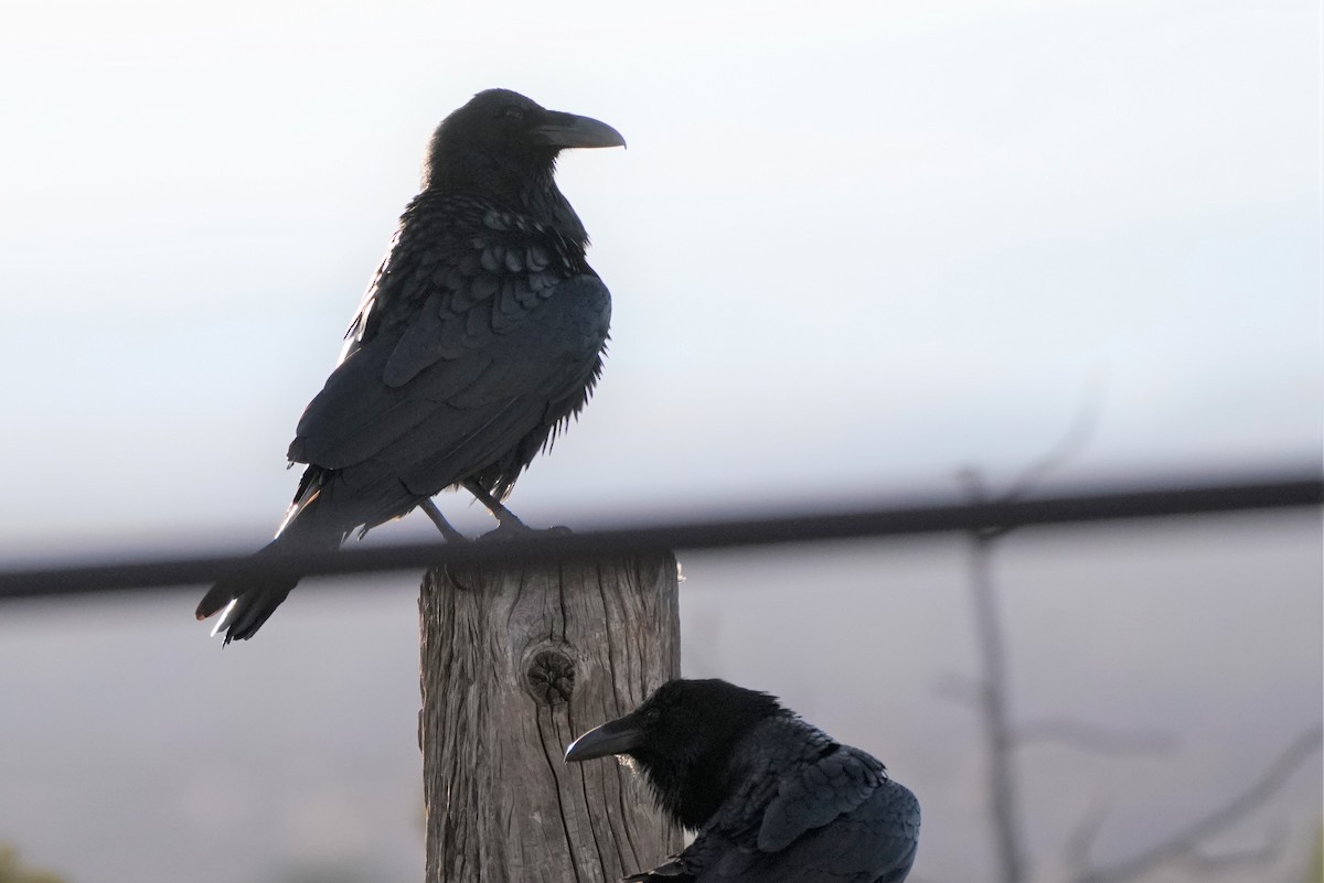 Common Raven - Ana Novak