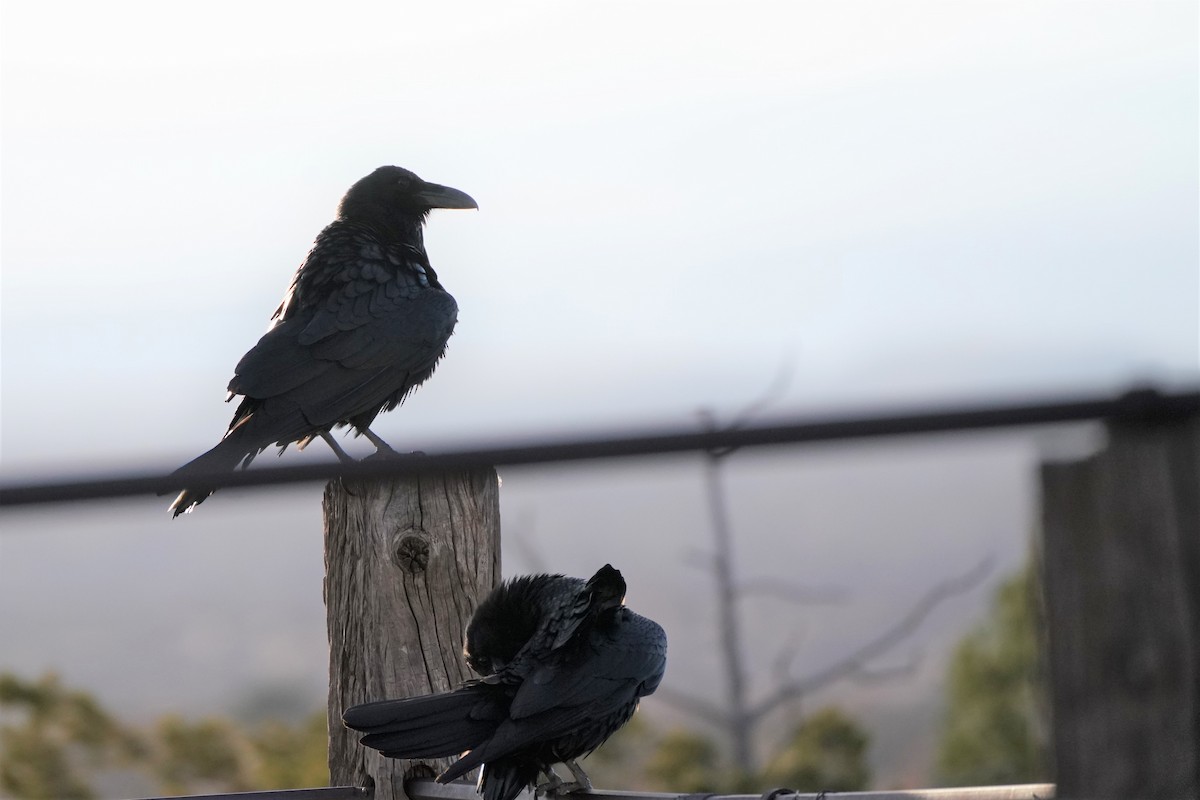 Common Raven - ML317932351