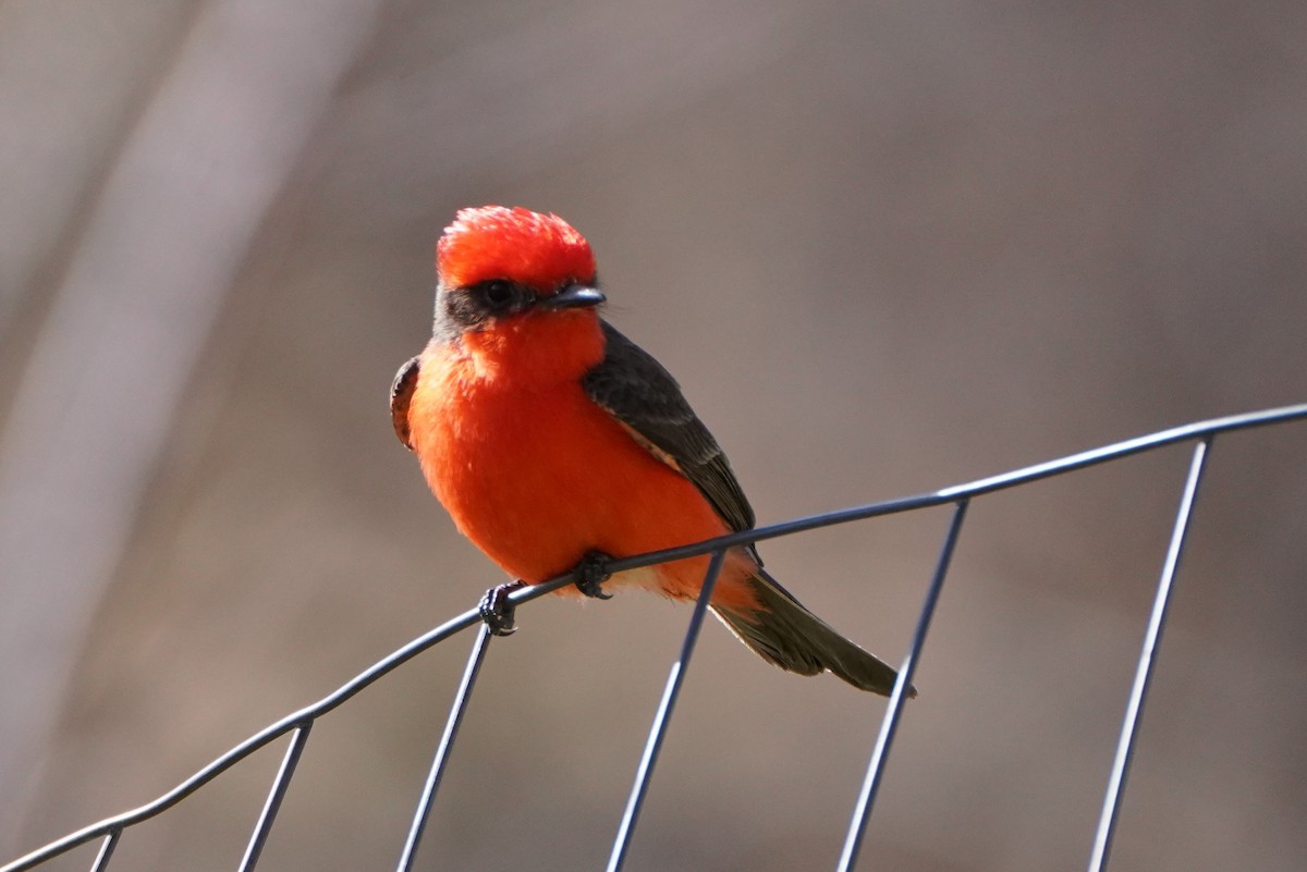 Vermilion Flycatcher - ML317932631