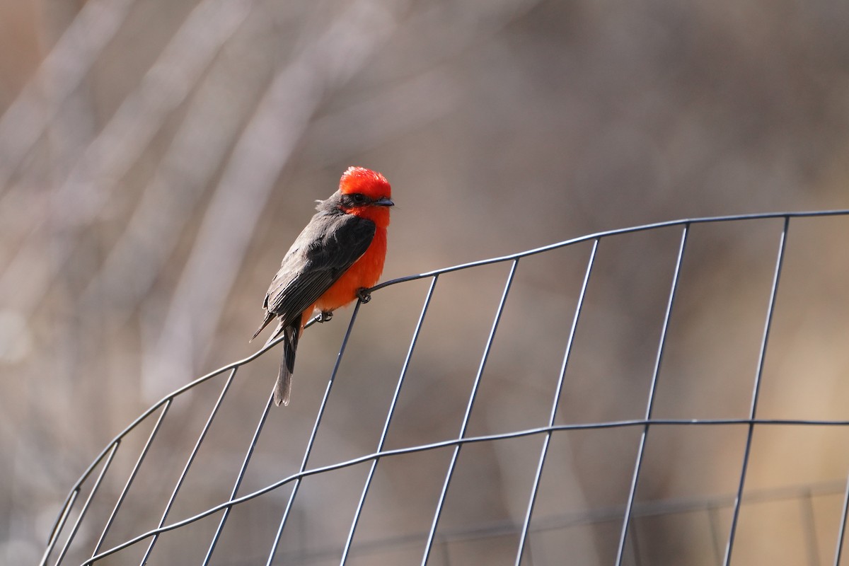 Vermilion Flycatcher - ML317932751