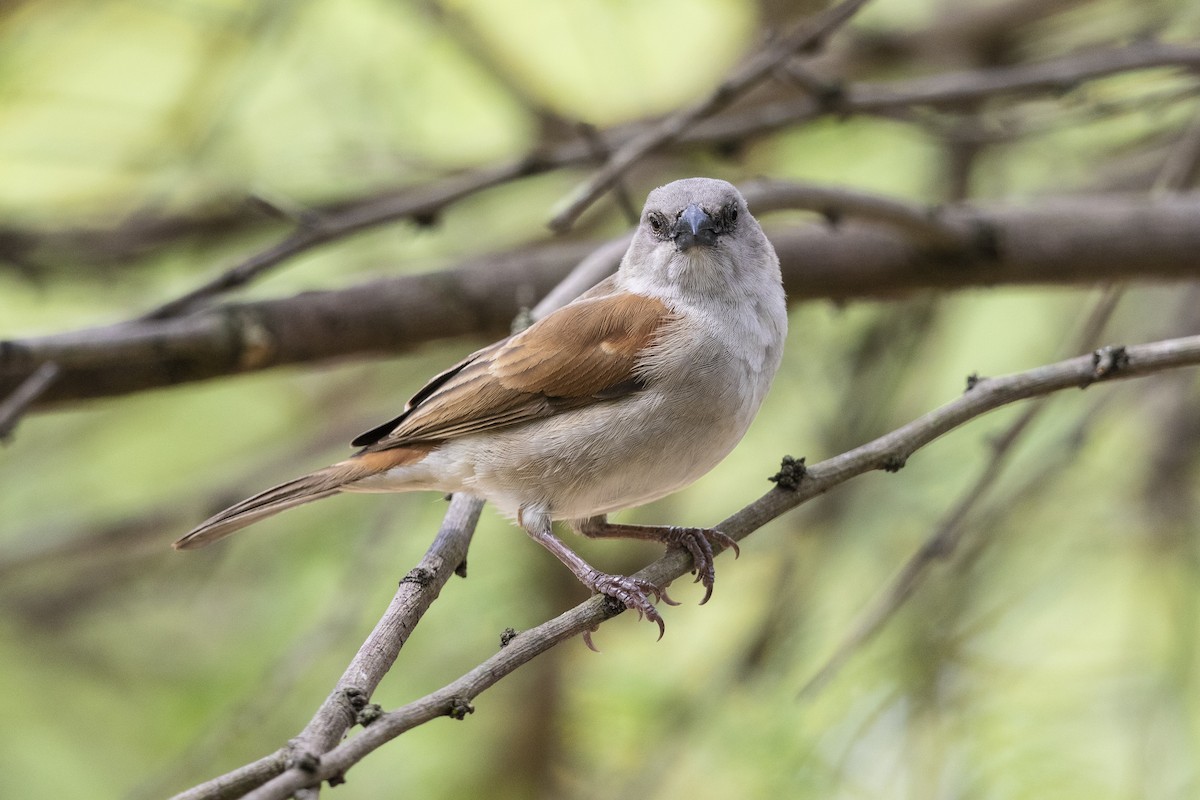 Southern Gray-headed Sparrow - ML317933071