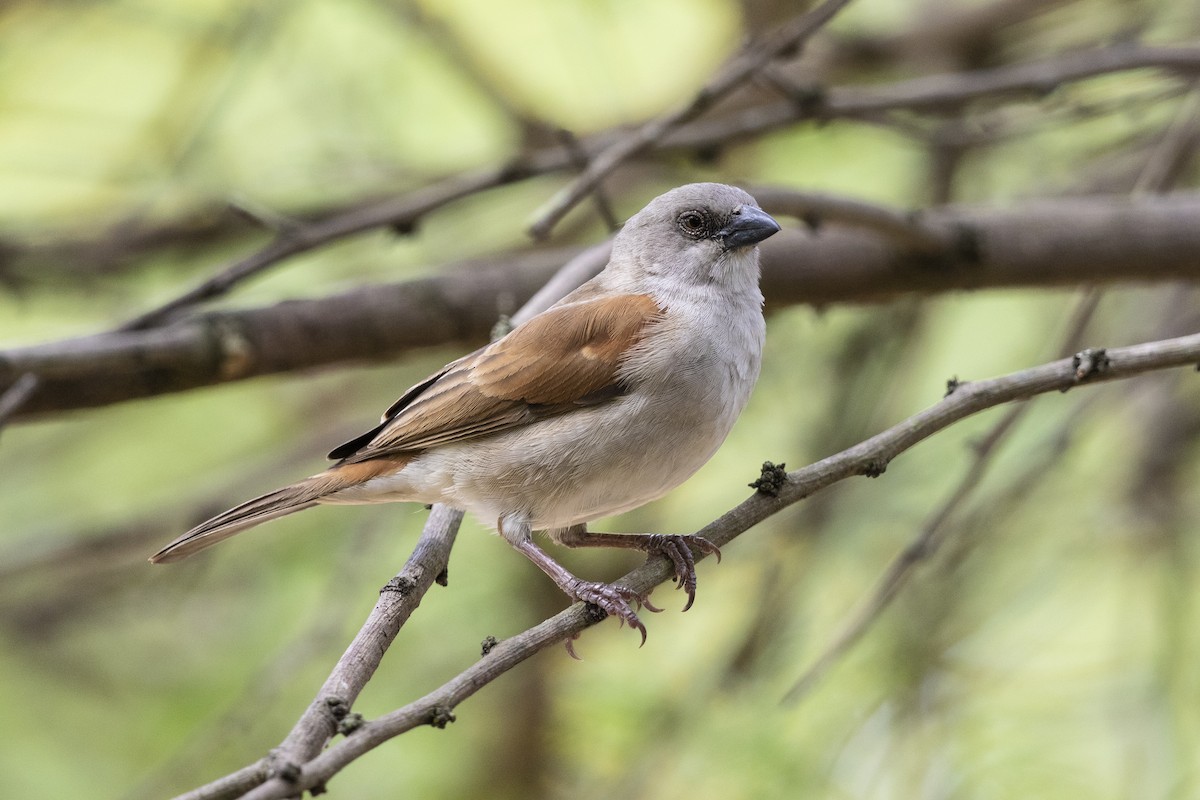 Southern Gray-headed Sparrow - ML317933101