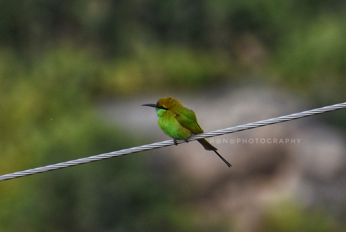 Asian Green Bee-eater - ML317934331