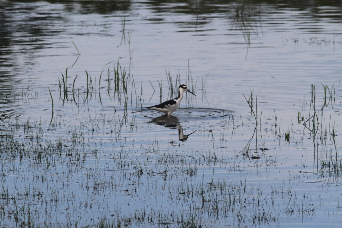 Black-necked Stilt - Jurgen Beckers