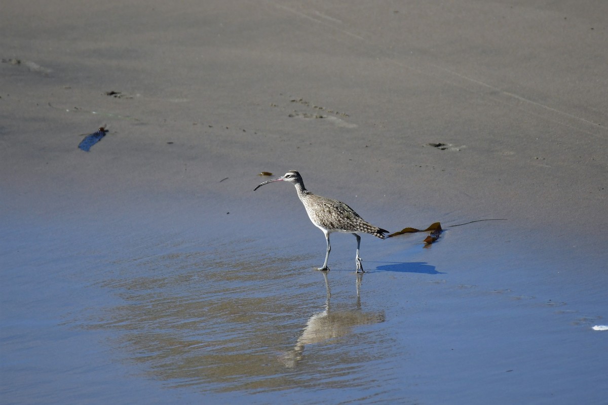 Whimbrel - ML317935371