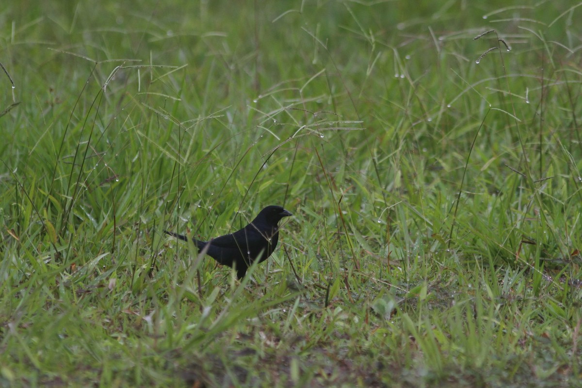 Shiny Cowbird - Jurgen Beckers