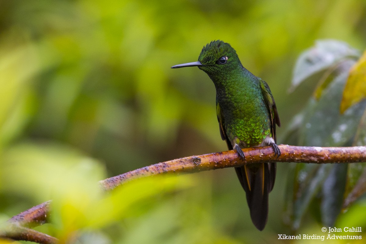 hummingbird sp. - John Cahill xikanel.com