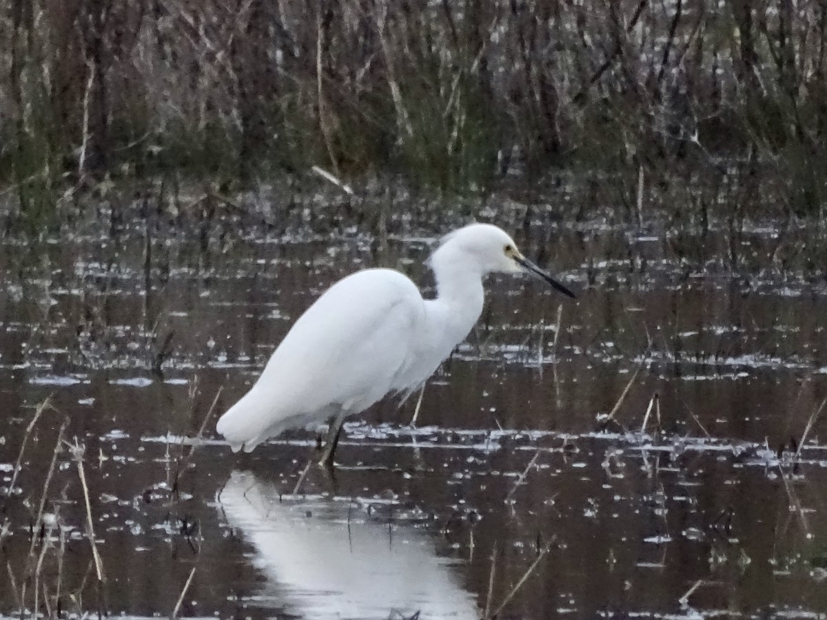 Snowy Egret - June McDaniels