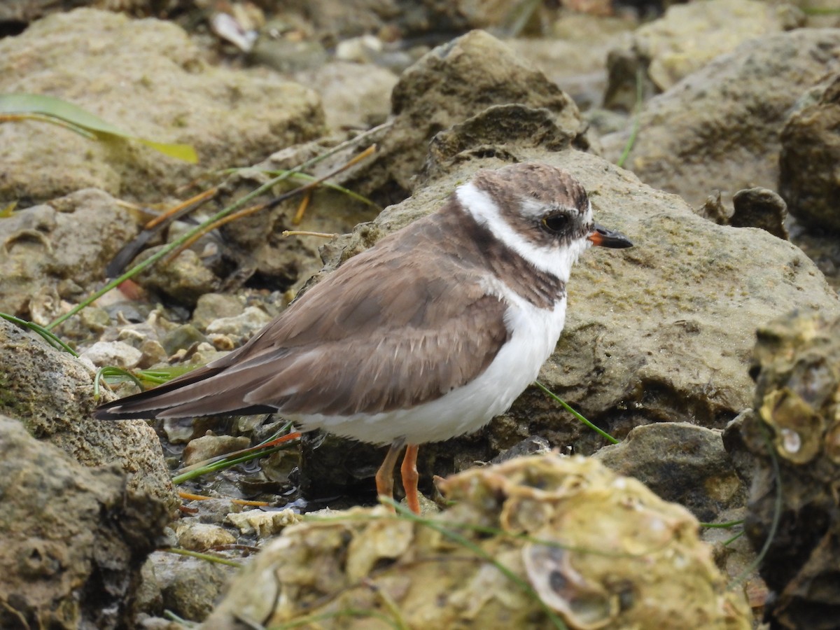 Semipalmated Plover - John  Paalvast