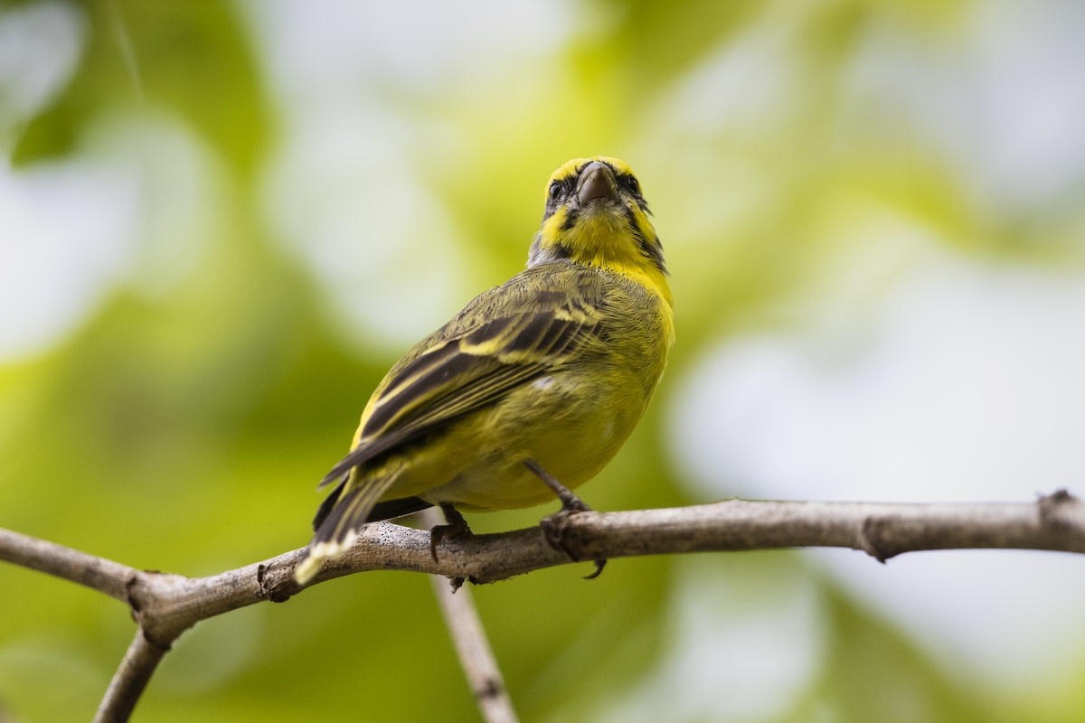 Yellow-fronted Canary - ML317944291