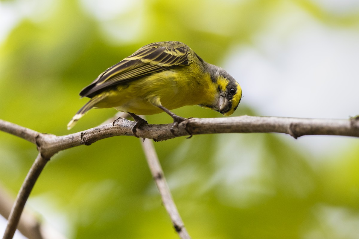 Yellow-fronted Canary - ML317944301