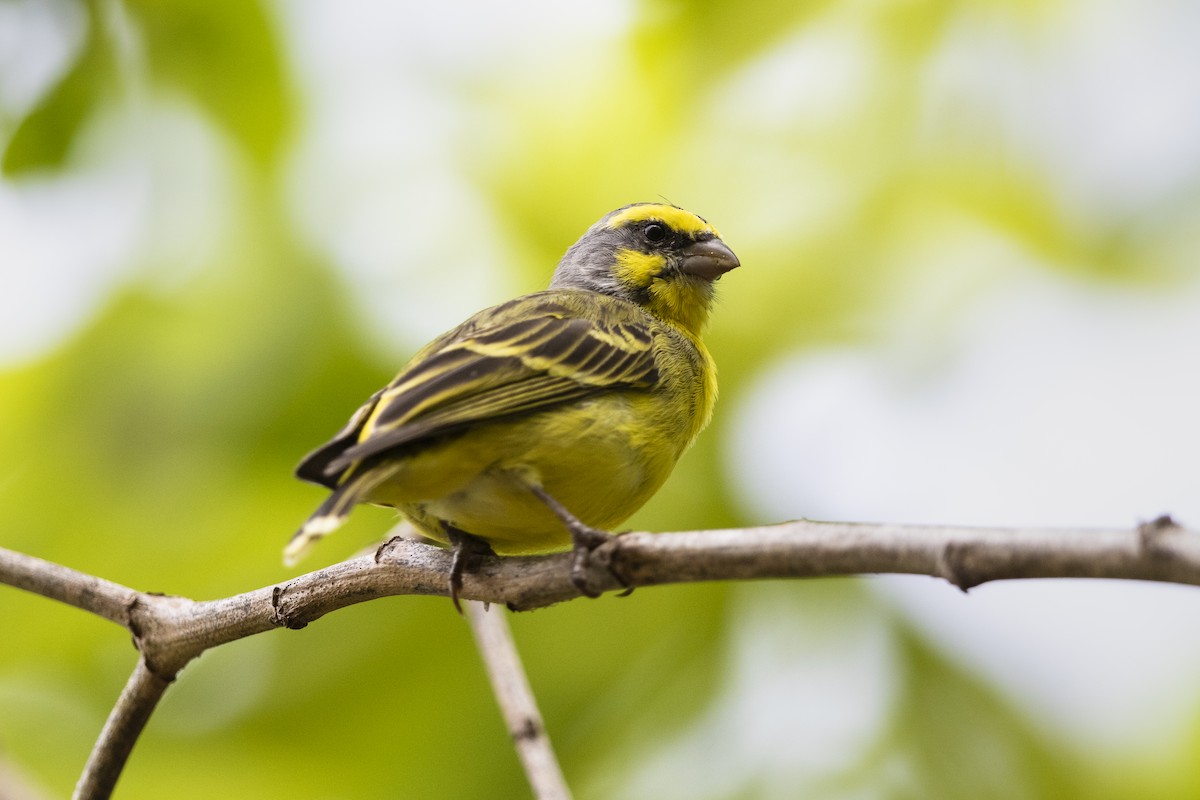 Yellow-fronted Canary - ML317944311