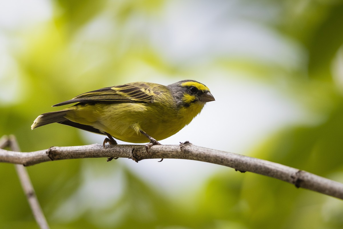Yellow-fronted Canary - ML317944461