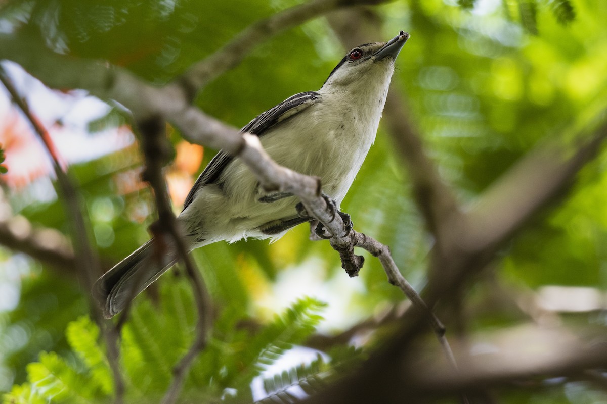 Black-backed Puffback - ML317944881