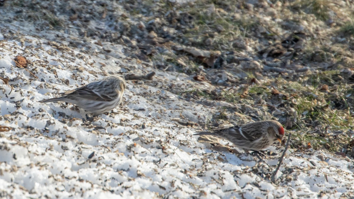 Hoary Redpoll - Louis Bevier