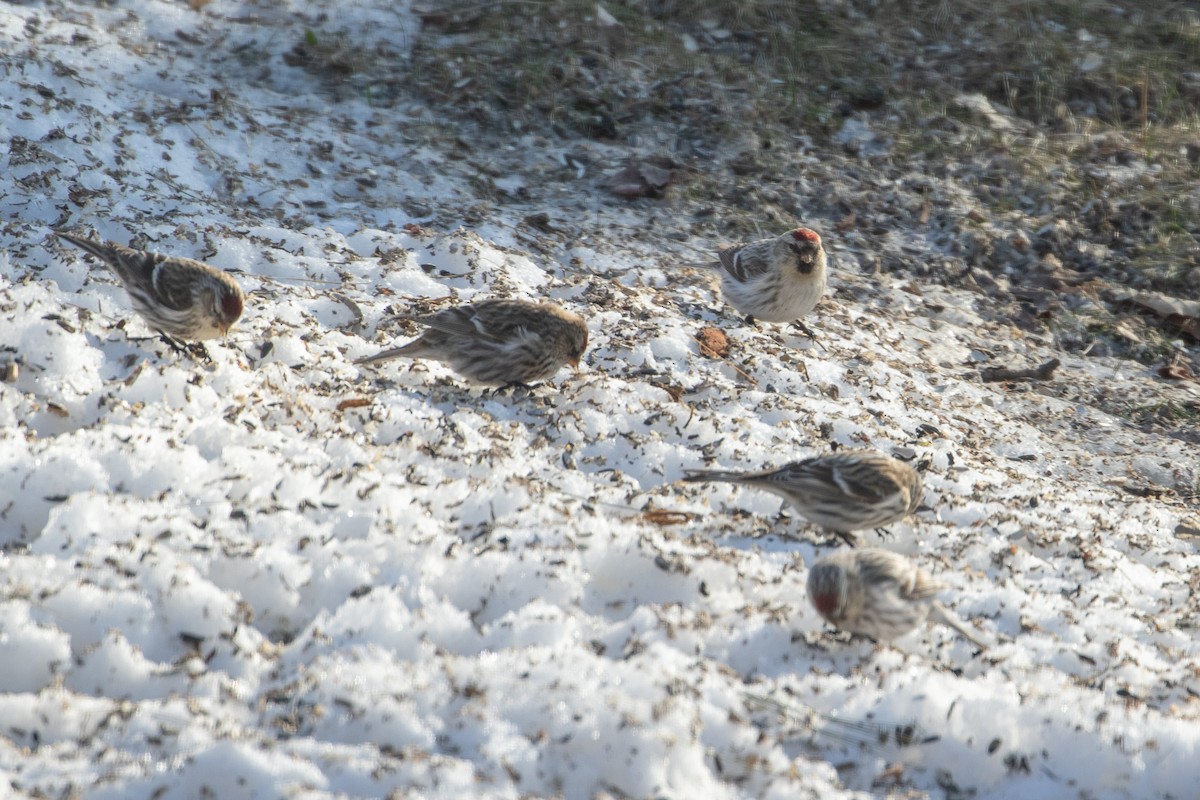 Hoary Redpoll - ML317946131