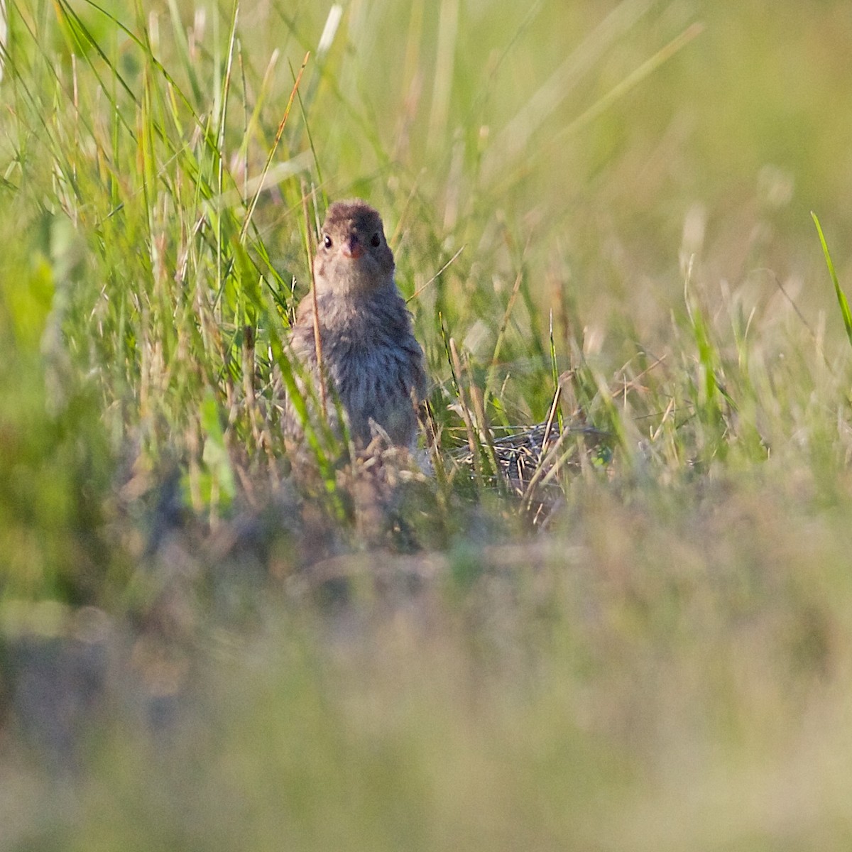 Field Sparrow - ML31794671