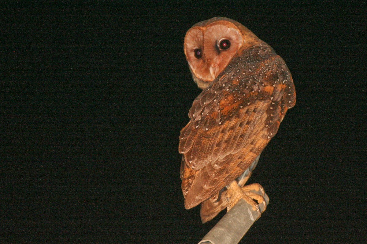 Barn Owl (Lesser Antilles) - ML317946771