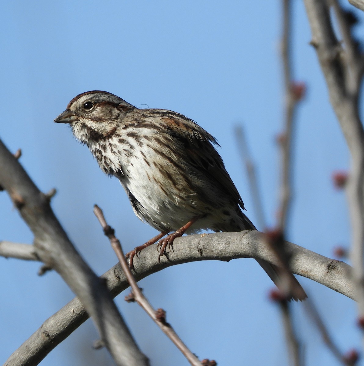 Song Sparrow - ML317949641