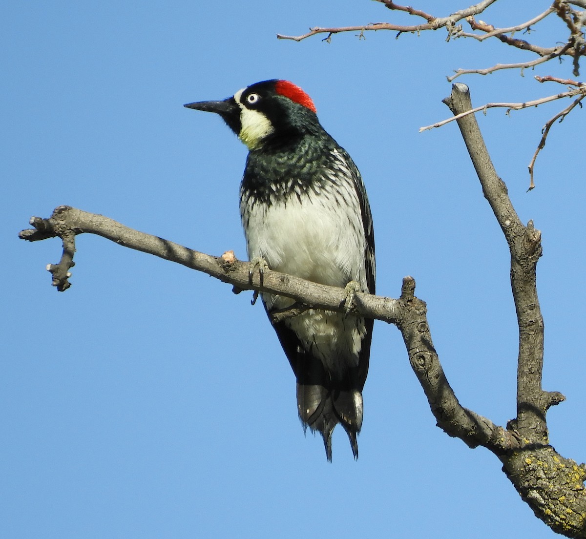 Acorn Woodpecker - ML317949651