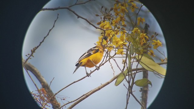 Streak-backed Oriole - ML317949721