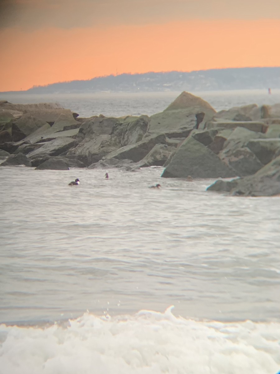 Common Eider - Sherif Elmaghrabi