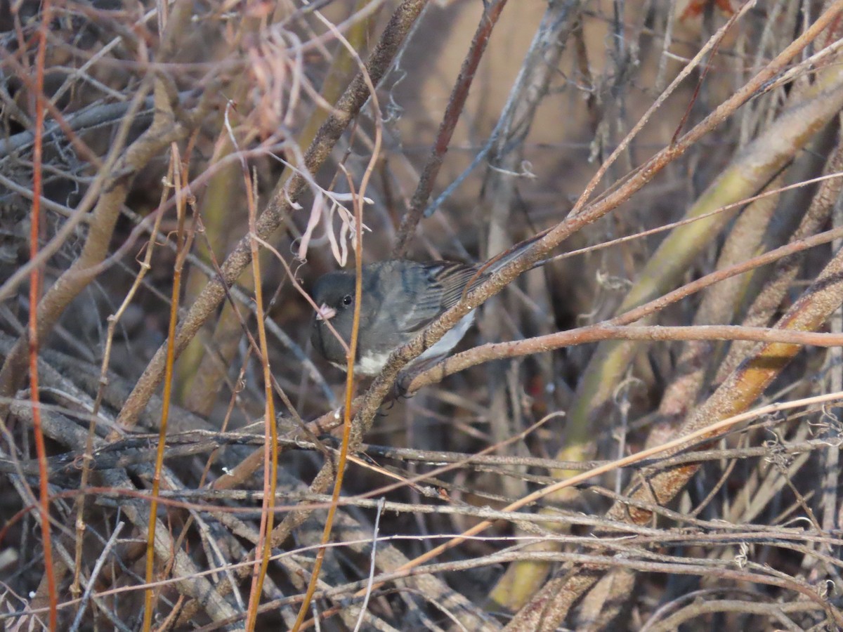 Junco ardoisé (hyemalis/carolinensis) - ML317952741