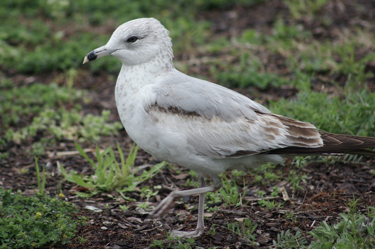 Ring-billed Gull - ML317952871