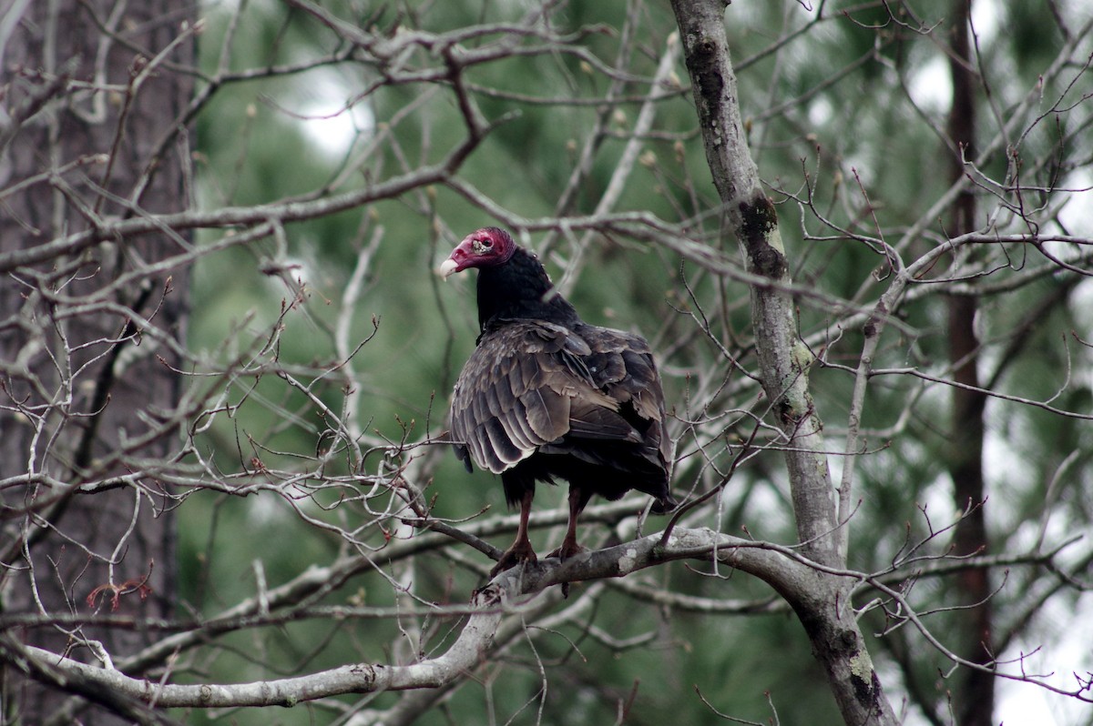 Turkey Vulture - ML317952901
