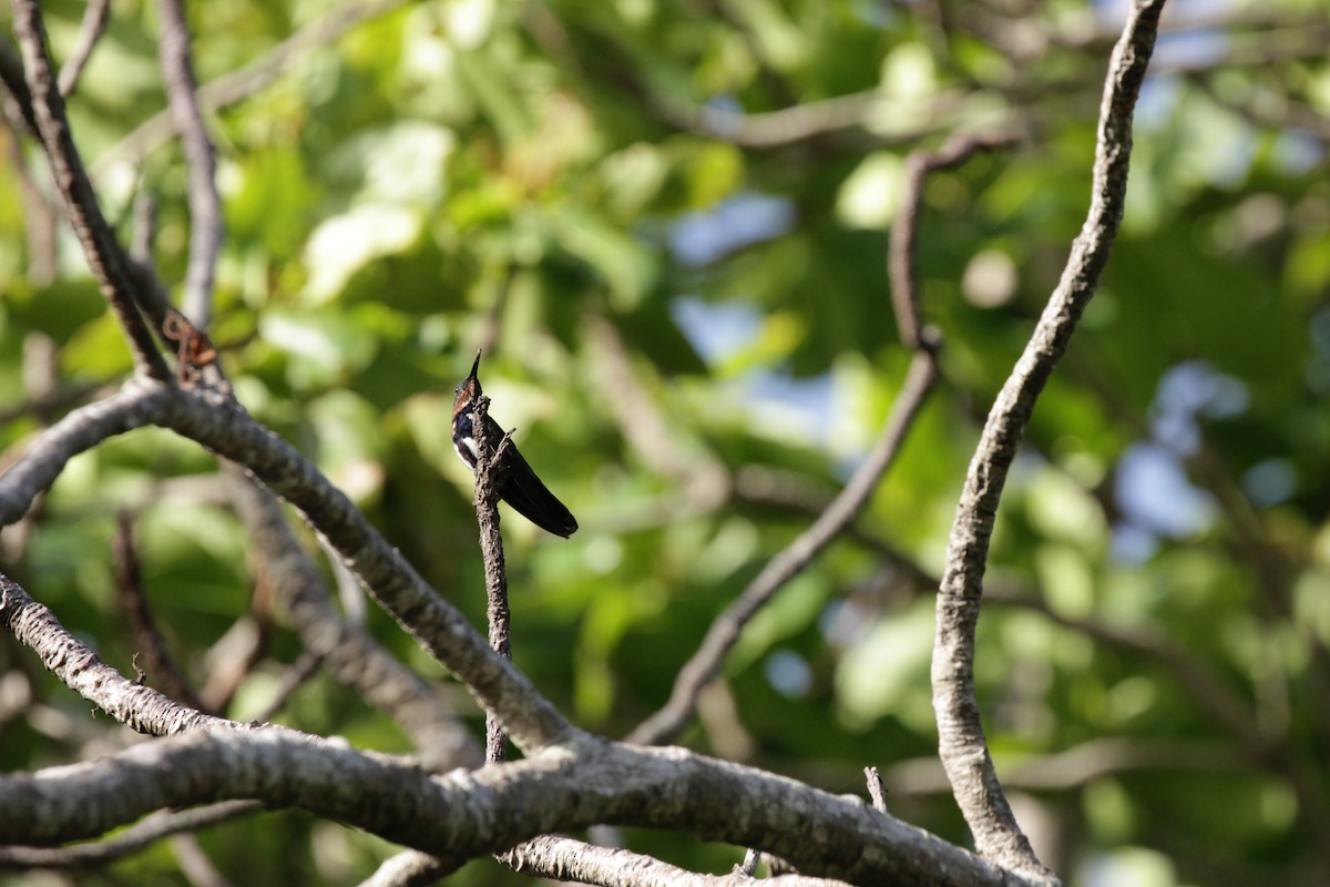 kolibřík lesklý - ML31795501