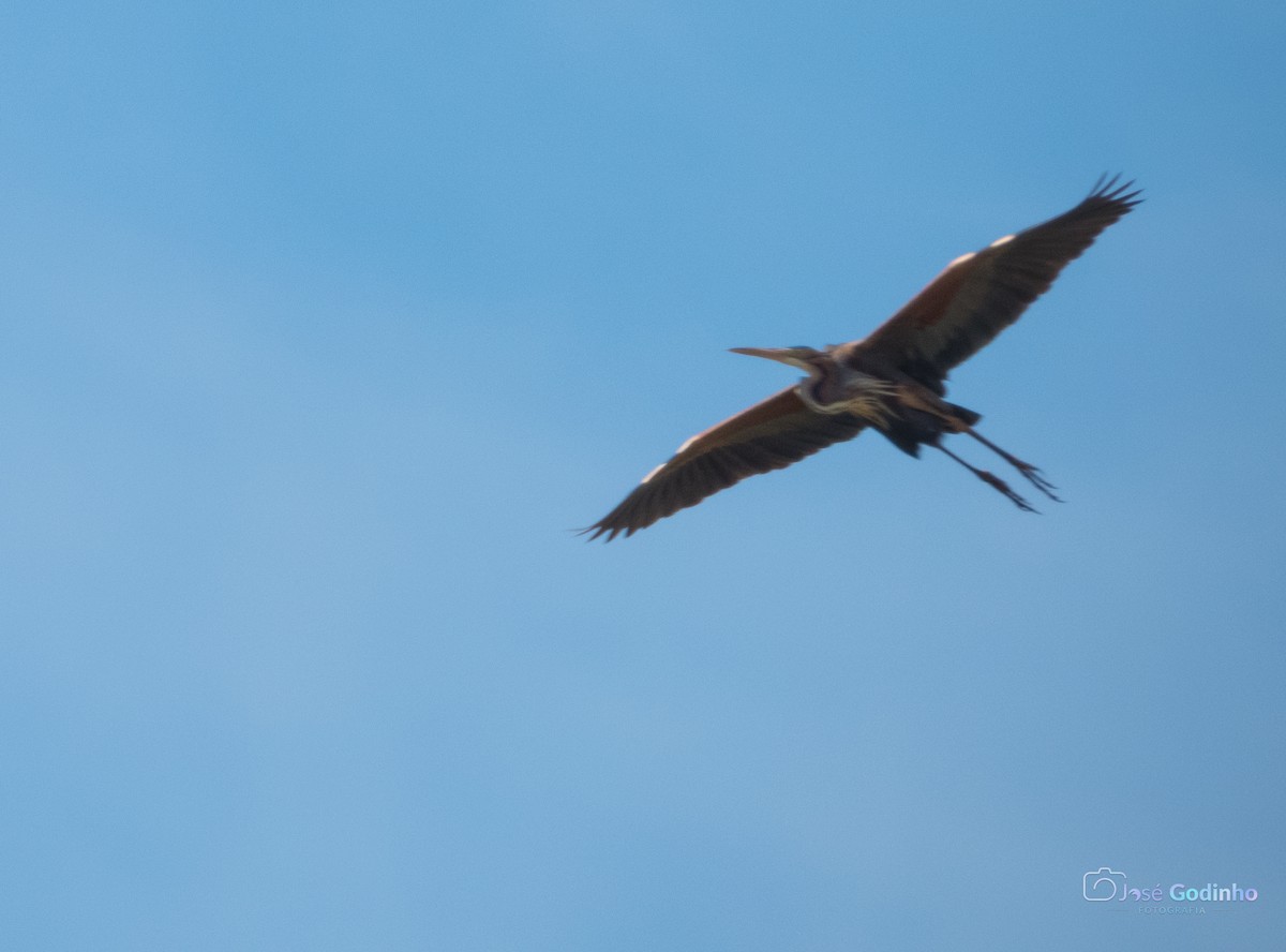 Purple Heron - José Godinho