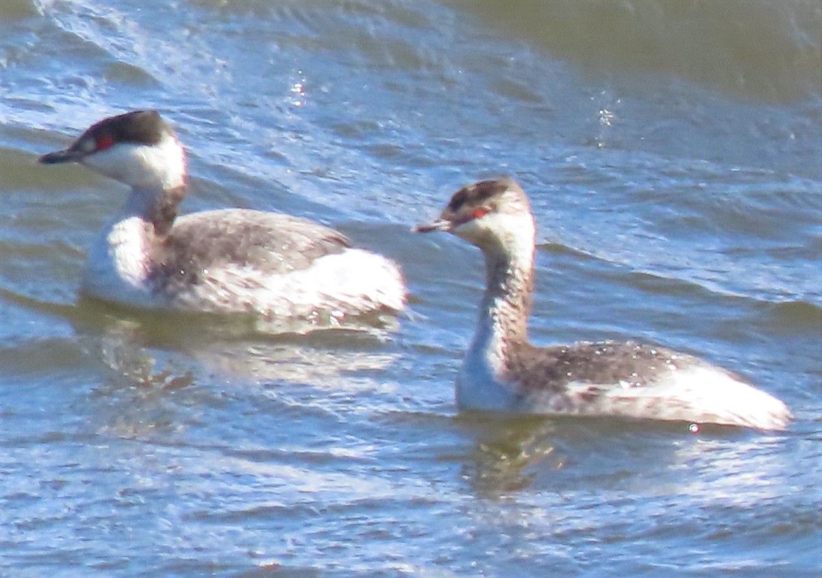 Horned Grebe - ML317957191