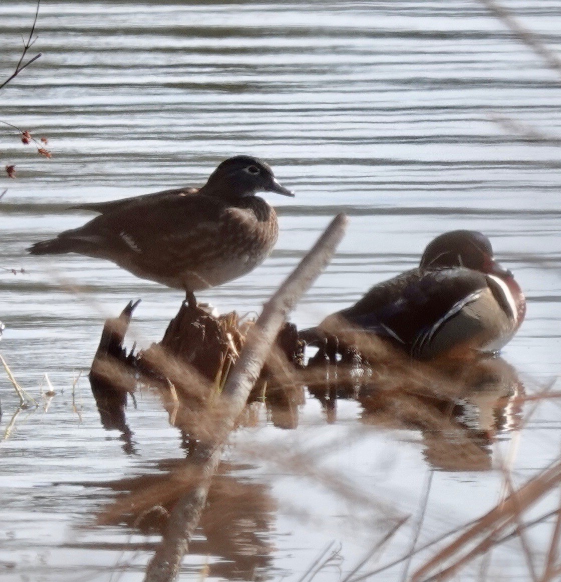 Wood Duck - ML317957371