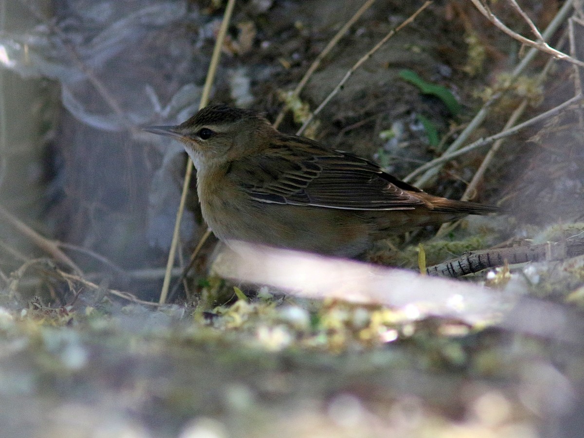 Pallas's Grasshopper Warbler - ML317959841