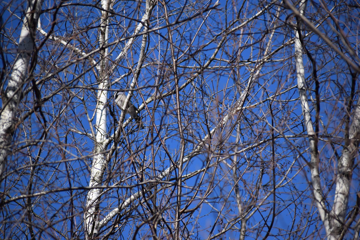 Blue Jay - ML317961391