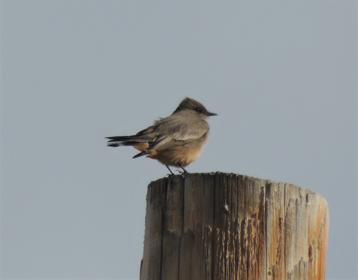 Say's Phoebe - Jeff Thompson