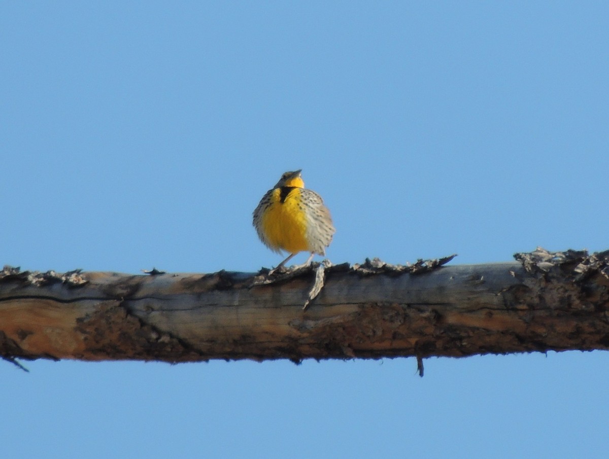 Western Meadowlark - ML317961761