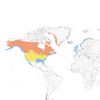 Distribution of the Common Loon - Range Map