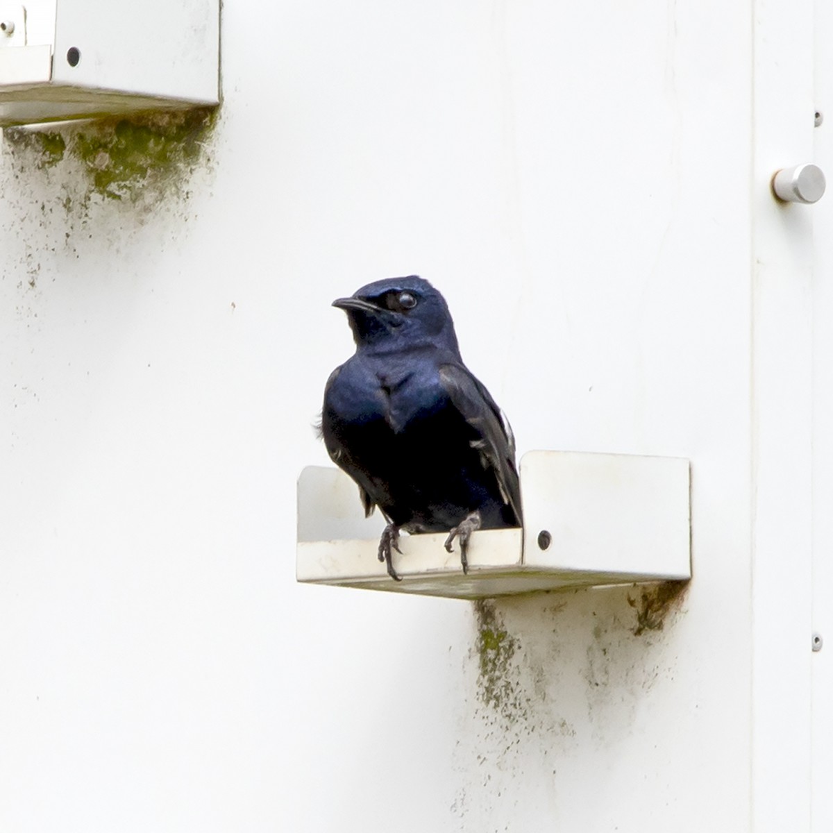 Purple Martin - ML317961961