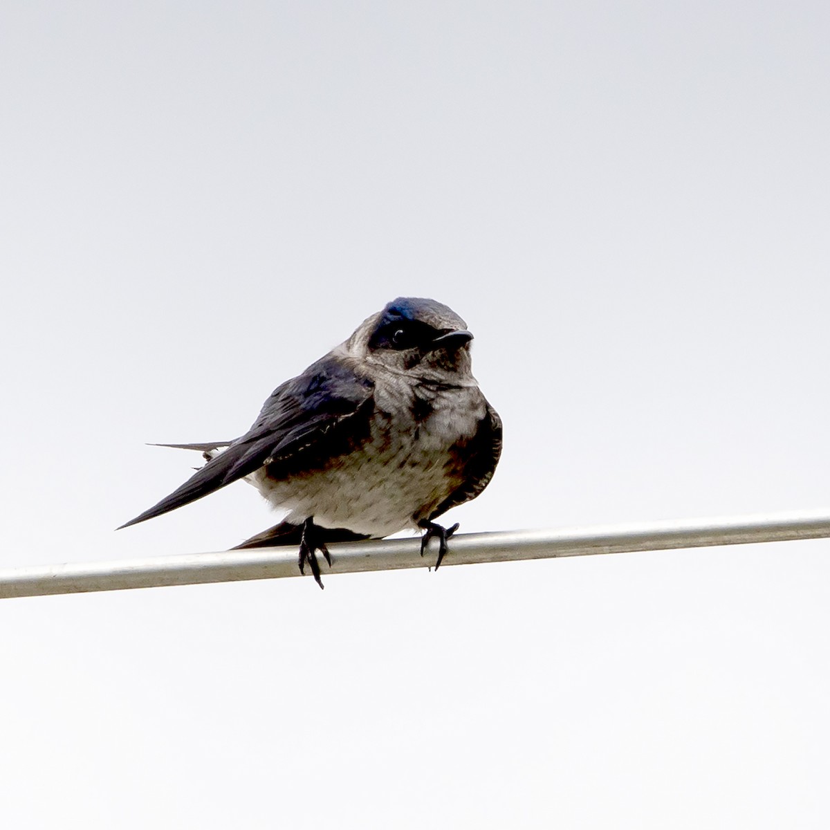 Purple Martin - ML317962021