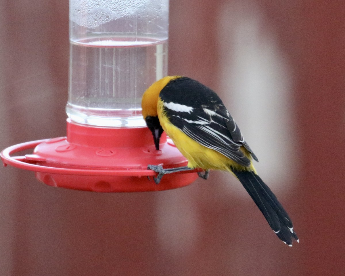 Hooded Oriole - Mickey Dyke