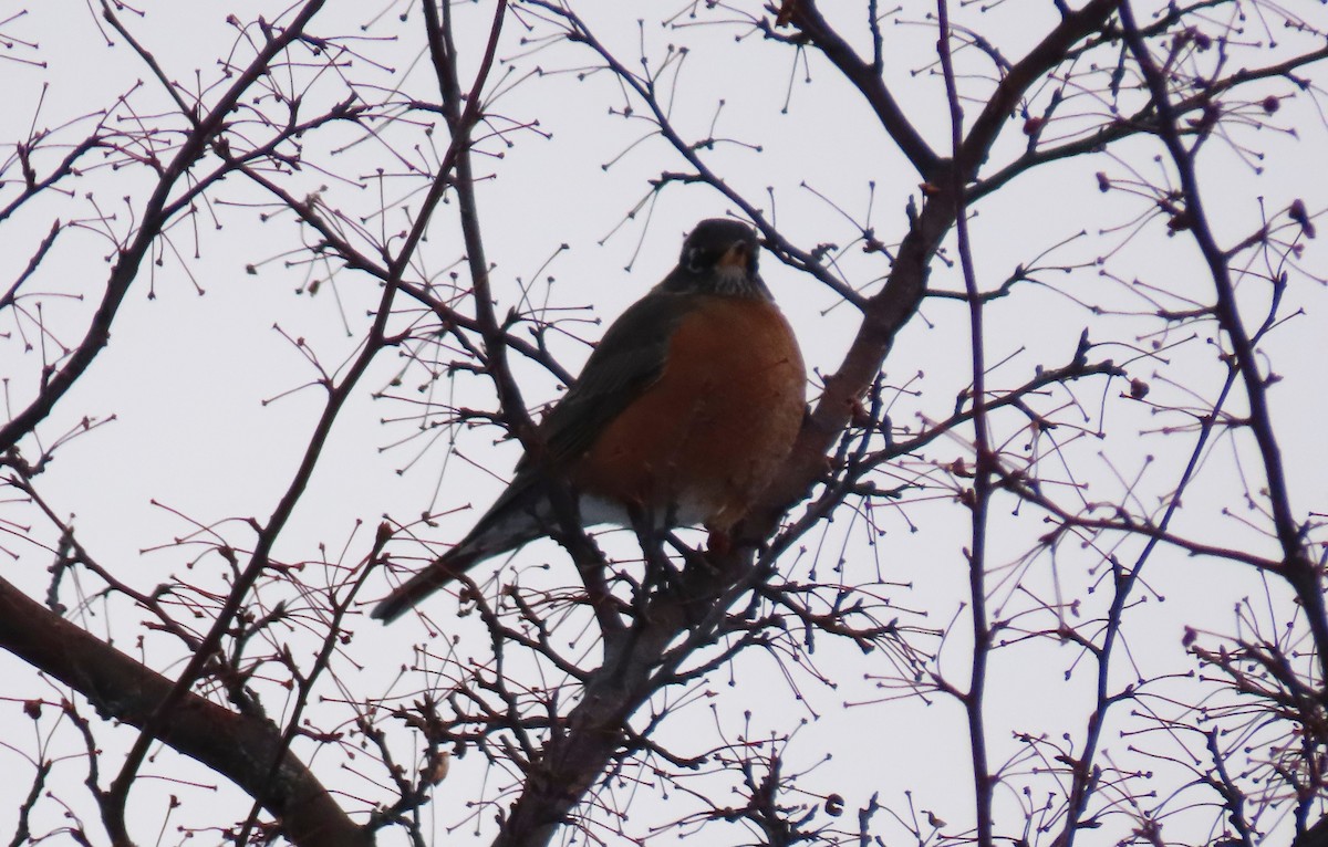 American Robin - ML317964601