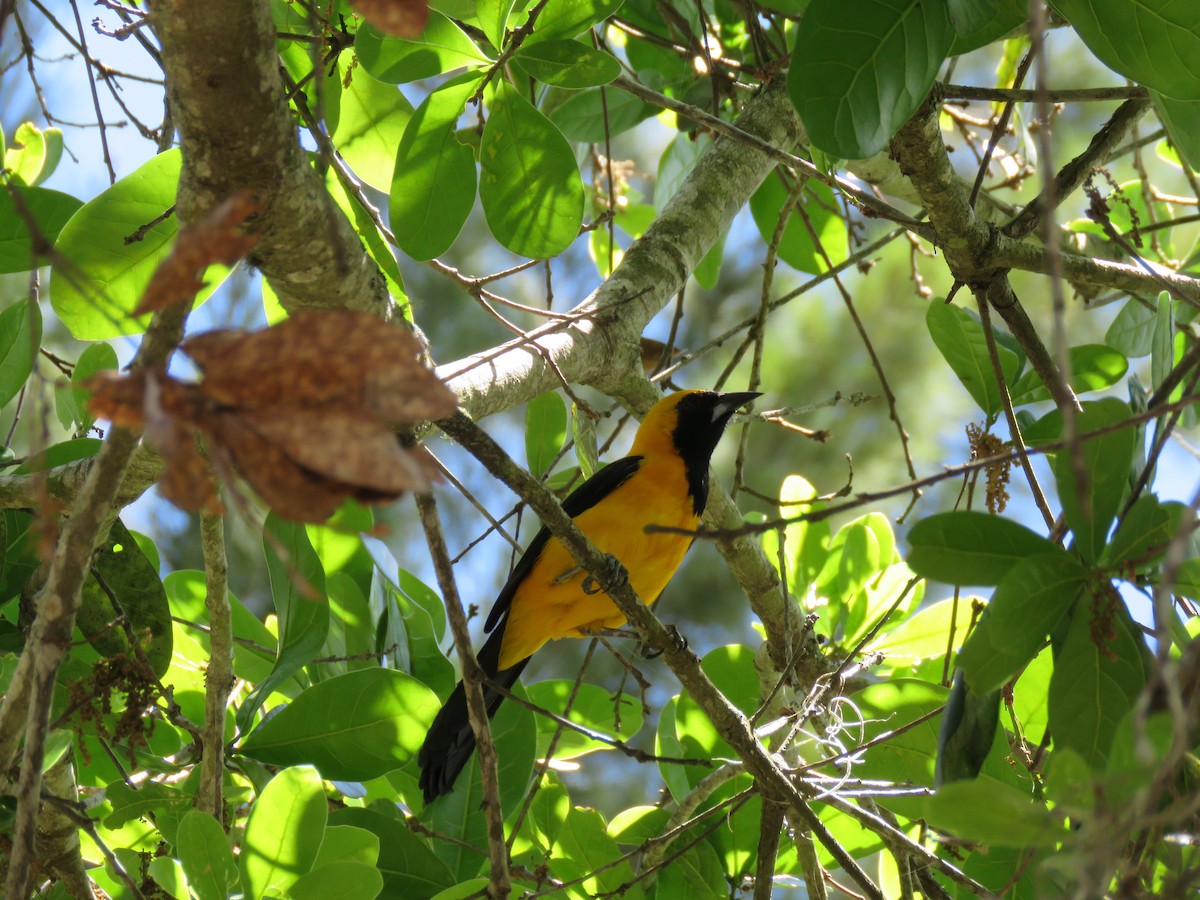 Yellow-backed Oriole - Jafeth Zablah