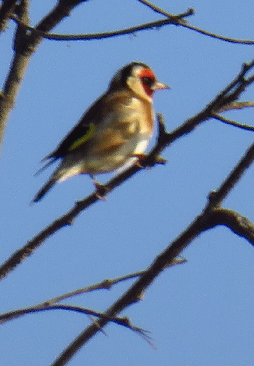 European Goldfinch - ML317964881