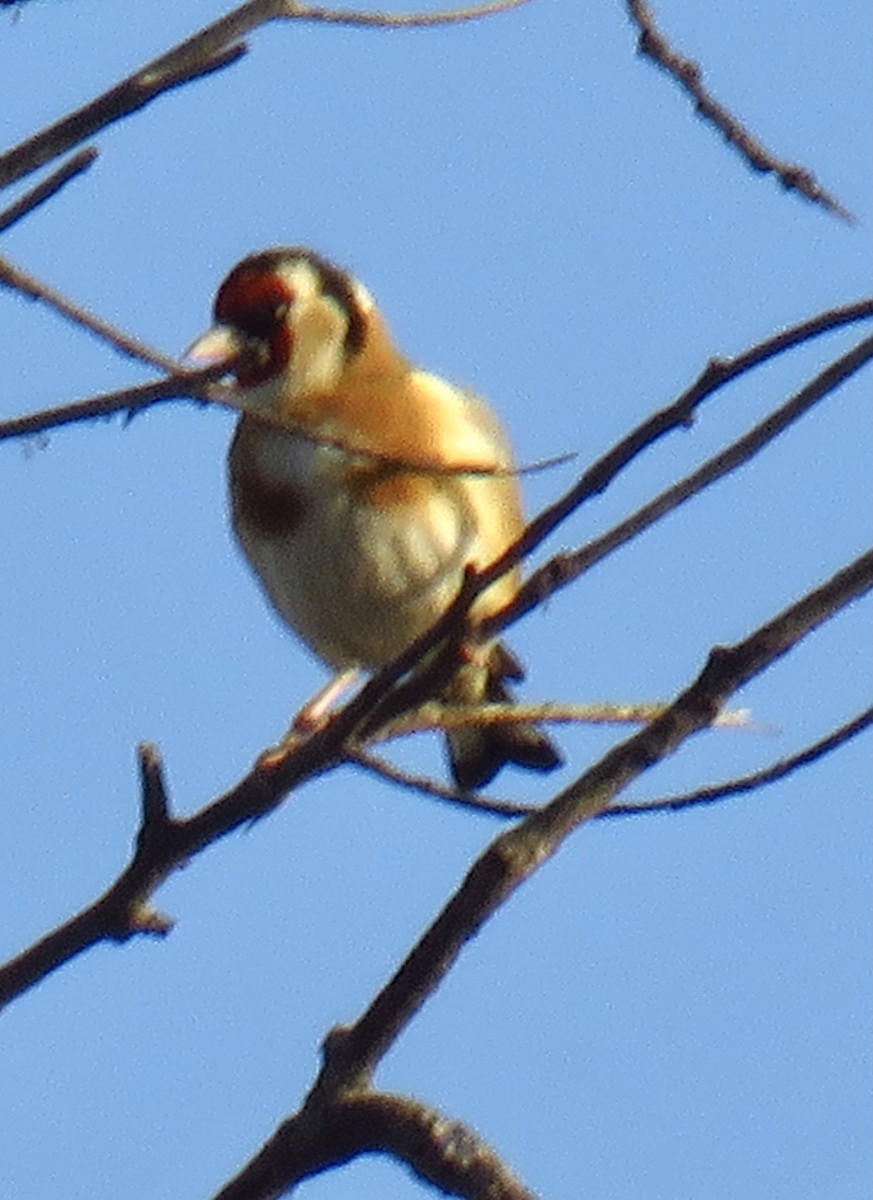 European Goldfinch - ML317964891